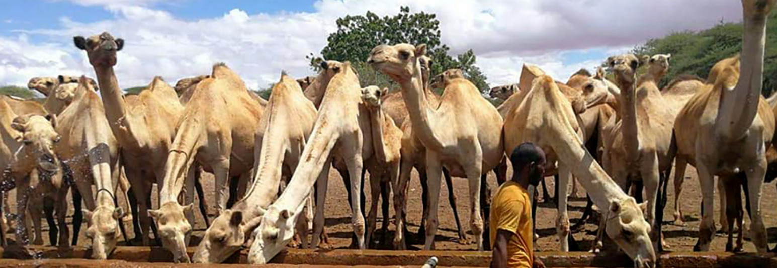 Camels Drinking Water - WAJWASCO